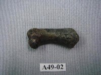 藏品(虎第二指骨)的圖片